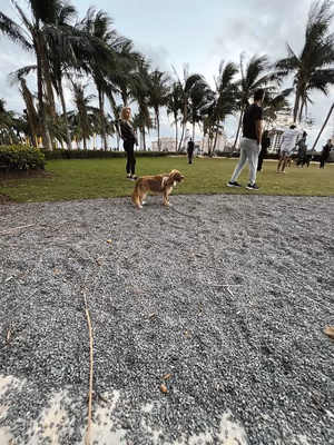 South Pointe Park Bark Park